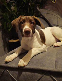 Jack russel mix - Erfurt