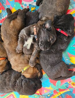 Neufundländer Leonberger Welpen - Boldekow
