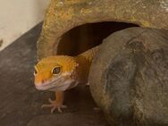 Leopardgecko Männchen - Frankfurt (Main)