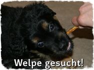 Welpe / Welpen / Hund als neues Familienmitglied im Raum Hamburg und Umgebung gesucht :-) Wer kann helfen? - Hamburg