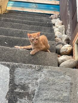 1 hübscher roter Kater 4 Monate - Pfarrkirchen Zentrum