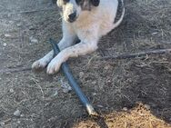 🐾Verspielter Aron sucht Dich!🎾 - Eislingen (Fils)