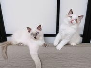 Ragdoll Mink Bicolour und Point Kitten suchen ab sofort ein schönes Zuhause - Essen