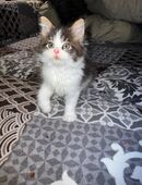 Reinrassiges Maine Coon Kitten in 54424