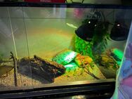 Terrarium mit Zubehör und Bartagame - Blankenhain Zentrum