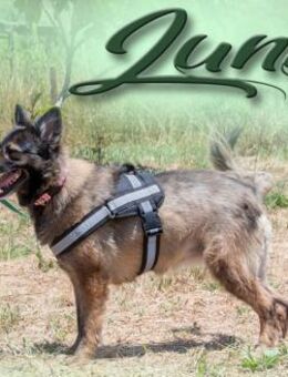 Luna sucht ein schoenes Zuhause - Brunstorf