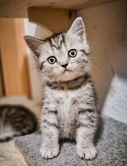 Noch 2 BKH-Kitten im Whiskas-Look (Black-Silver-Tabby-Spotted) abzugeben - Dresden