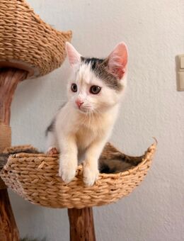 Kätzchen sucht ein Zuhause - Bernburg (Saale)