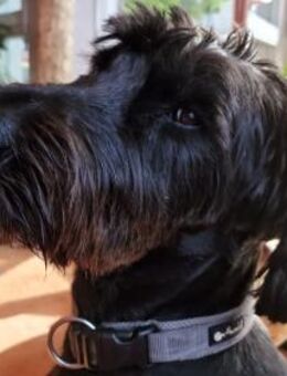 Bijou, Riesenschnauzer (geb. 02/2020) - Pegnitz