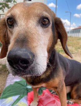 Lebensfrohe Handicap-Hündin Anna sucht - Sehnde