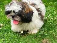 Shih-Tzu Welpen - zuckersüß- reinrassig - Laatzen