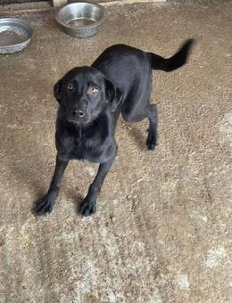 Hübsche MIRA sucht liebes Zuhause - Neuberg