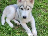 Siberian Husky Welpen. 2 Rüden suchen ihr "für immer Zuhause "" - Alpen