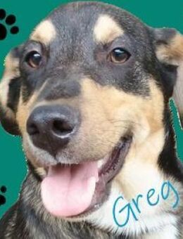 GREG sucht Zuhause - Gefrees