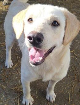 Horst liebt Abenteuer mit Menschen - Obertshausen