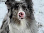 Australian Shepherd rüde - Erfurt