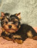 Reinrassige Yorkshire Terrier Rüde in 72221