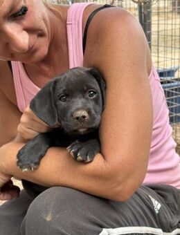 Süßer JONAH sucht Herzensmenschen💞 - Völklingen