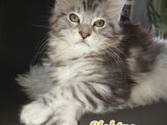 Maine Coon Kitten mit Stammbaum suchen ab 27.09.2024 - Lintig