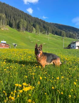 Deckrüde - Deutscher Schäferhund mit Papieren - Davos Platz