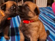 Reinrassige Malinois - Südliches Anhalt Libehna