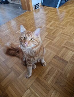 Main-coon Hauskatze - Essing