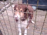 Charlie - Liebevoller Collie mix - Wedel