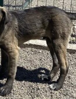 RAMBO - menschenbezogen, verträglich - Köln