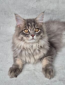 Kätzchen Kitten Katzen - Hamburg