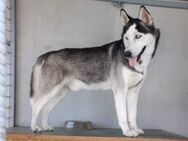 Husky ♥Max♥ sehr sozial,auch mit Kindern - Hamburg