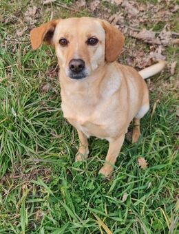 Bionda, benötigt Zeit zum Ankommen - Herxheim (Landau)