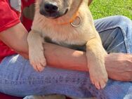 🧡Entdecker-Welpe Filip🐾 - Eislingen (Fils)