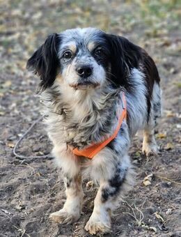 Riley ist klug, lernfreudig, sportlich - Schafflund