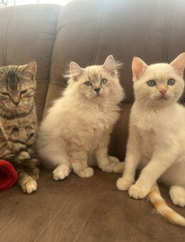 Drei Wunderschönen BKH/BLH kitten suchen neues Zuhause - Berlin Neukölln