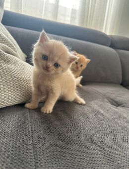 BKH Kitten - Augsburg