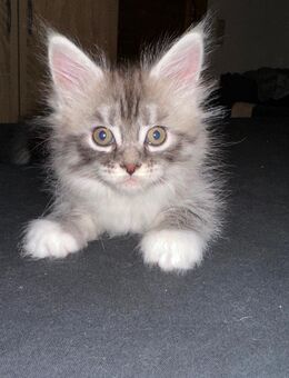 Main Coon Mädchen - Mandelbachtal