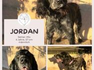 Jordan: Anschmiegsamer Englischer Setter - Brühl (Nordrhein-Westfalen)