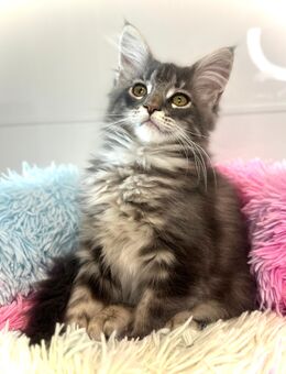 Reinrassiges Blue Tabby Maine Coon Kitten - weiblich - Berlin