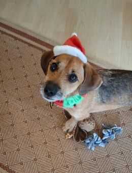 Mexi 5 Jahre sucht ein Zuhause - Kassel