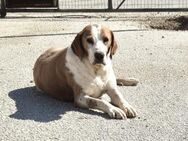 Athena Mix Hündin 8,5 Jahre alt in GR - Reutlingen
