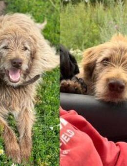 Kashtan❤️sucht liebevolles Zuhause - Rott (Inn)