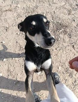 Emilio kam aus der Tötung Alb - Ludwigshafen (Rhein)