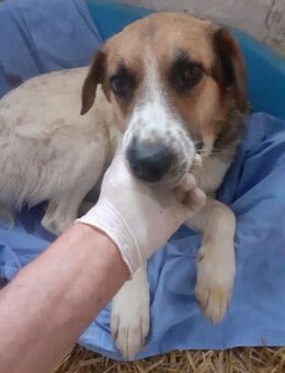 Vasile 58 cm - Alpenrod