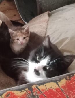 Hauskatzen, Kitten - Bad Birnbach