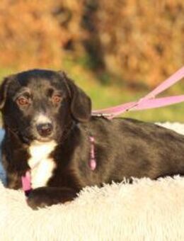 Tinella sucht liebevolle Familie.... - Hagen (Stadt der FernUniversität)