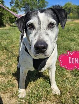 Dona eine liebe Knutschkugel - Flörsheim-Dalsheim