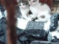 Taro und Remi, einfach Zuckersüß - Geilenkirchen