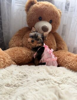 Welpen Yorkshire Terrier - Altötting