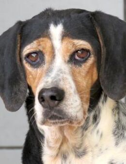 Lea 4 -unsicher, liebt Spaziergänge- - Oldenburg