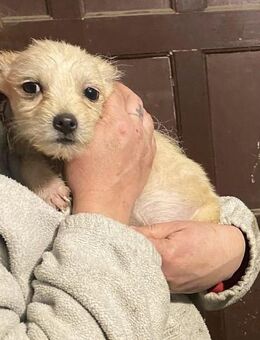 Bichon-Mix Welpe Liam sucht Körbchen - Overath